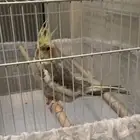 طير كروان
