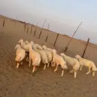رخال صنف مراح واحد ( تم البيع )