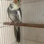 كروان بايد ذكر
