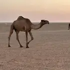 ضريبه ثنيه