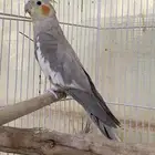 انثى كروان كوكتيل