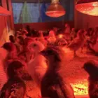 صيصان فيومي ذهبي