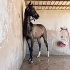 حصان انتاج السعر ( 1900 ) فرصه