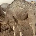 حاشي بري وحليب
