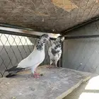 اعرض لكم حمام باكستاني و فرنسي