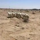 بهم حري مراح