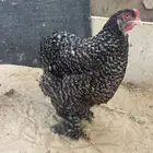 دجاج براهما للبيع
