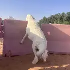 جميع أنواع الذبايح