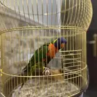 طير لوري للبيع