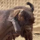 تيس شامي طيبه وجرم تامه شبب