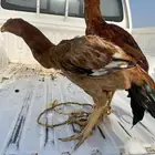 دجاج باكستاني