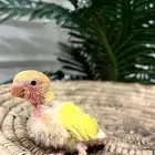 فرخ روز لاتينو اوبلاين رشه حمراء