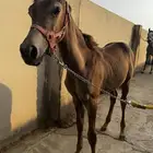 مهرة شعبية سليمة للبيع