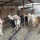 غنم للبيع