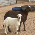 شاه يتبعها رخل