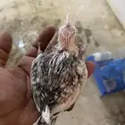ثلاثه فروخ كروان غر
