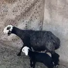 (تم البيع تم البيع )