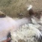 حلاق غنم مكنية