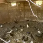 شعيبة المياه