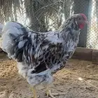 دياكه دجاج زينة