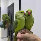 ببغاء الدره ( انباع واحد وباقي واحد)