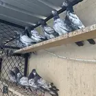 فروخ بكستاني