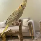 تم البيع