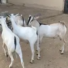 تيوس البيع فل شحم عمرها من 4 شهور ونص