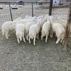 طليان ذبايح للبيع