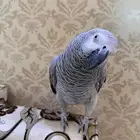 كاسكو للبيع