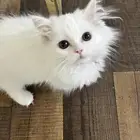 بسه انثى