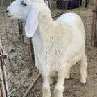 خروف حري