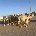 انياق القحات العدد 15 للبيع