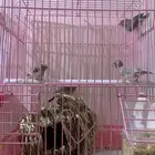 جوز زيبرا منتج مع فروخها