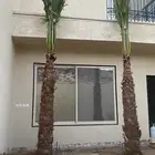 نخل واشنطني زينه