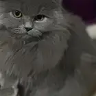 قط للبيع