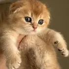 سكوتش فولد ستريت ( تم البيع )