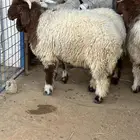 للبيع انعيم