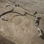 لي بارد في تهريب يبغاله كبس مكيف اكسنت 2013