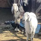 تيوس للبيع