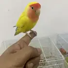 الليع روز تربيه