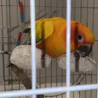 صن كنيور للانتاج