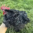 دجاج زينه كوشن مفتل