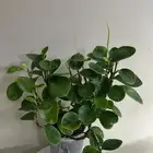 نباتات