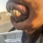 سوق غرب الرياض الجربوع