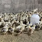 فروخ صوص بلدي