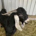 تيس فحل سنه ثني
