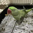 جوز دره نيبالي
