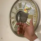 كروان اليف جدا متكلم تم البيع تم البيع