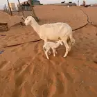 شاه خلفه تحته طلي شرط مشروط